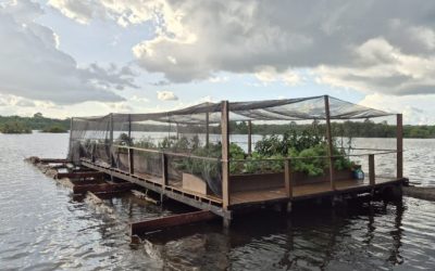 Conheça a horta orgânica do Juma Amazon Lodge